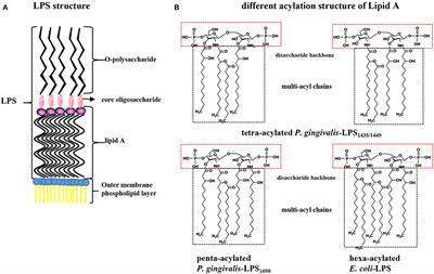 Pathogenesis of Important Virulence Factors of Porphyromonas gingivalis via Toll-Like Receptors
